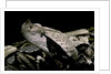 Bitis gabonica (Gaboon viper) by Anonymous