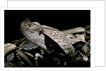 Bitis gabonica (Gaboon viper) by Anonymous