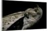 Bitis gabonica (Gaboon viper) by Anonymous