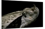 Bitis gabonica (Gaboon viper) by Anonymous