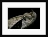 Bitis gabonica (Gaboon viper) by Anonymous