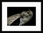 Bitis gabonica (Gaboon viper) by Anonymous