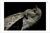 Bitis gabonica (Gaboon viper) by Anonymous