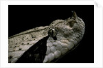 Bitis gabonica (Gaboon viper) by Anonymous