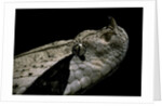 Bitis gabonica (Gaboon viper) by Anonymous