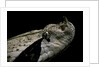 Bitis gabonica (Gaboon viper) by Anonymous