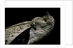 Bitis gabonica (Gaboon viper) by Anonymous