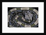 Bitis gabonica (Gaboon viper) by Anonymous