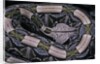 Bitis gabonica (Gaboon viper) by Anonymous