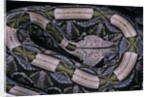 Bitis gabonica (Gaboon viper) by Anonymous