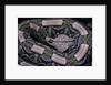 Bitis gabonica (Gaboon viper) by Anonymous