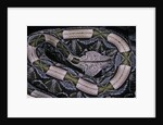 Bitis gabonica (Gaboon viper) by Anonymous