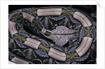 Bitis gabonica (Gaboon viper) by Anonymous