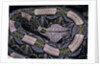 Bitis gabonica (Gaboon viper) by Anonymous