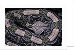 Bitis gabonica (Gaboon viper) by Anonymous