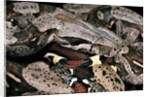 Boa constrictor by Anonymous