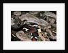 Boa constrictor by Anonymous