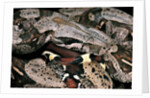 Boa constrictor by Anonymous