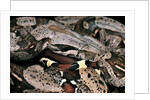 Boa constrictor by Anonymous