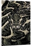 Bitis arietans (puff adder) by Anonymous