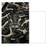 Bitis arietans (puff adder) by Anonymous