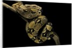 Boa constrictor by Anonymous