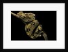 Boa constrictor by Anonymous