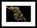 Boa constrictor by Anonymous