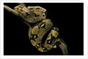 Boa constrictor by Anonymous