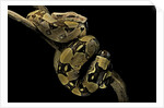 Boa constrictor by Anonymous