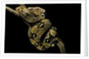 Boa constrictor by Anonymous