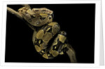 Boa constrictor by Anonymous