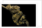 Boa constrictor by Anonymous