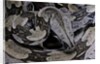 Boa constrictor constrictor by Anonymous