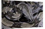Boa constrictor constrictor by Anonymous