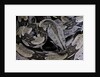 Boa constrictor constrictor by Anonymous