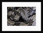 Boa constrictor constrictor by Anonymous
