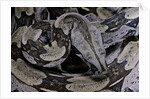 Boa constrictor constrictor by Anonymous