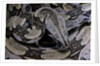 Boa constrictor constrictor by Anonymous