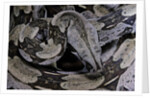 Boa constrictor constrictor by Anonymous