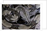 Boa constrictor constrictor by Anonymous