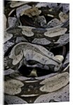 Boa constrictor constrictor by Anonymous