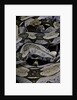Boa constrictor constrictor by Anonymous