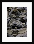 Boa constrictor constrictor by Anonymous