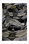 Boa constrictor constrictor by Anonymous