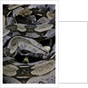 Boa constrictor constrictor by Anonymous