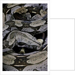 Boa constrictor constrictor by Anonymous