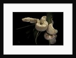 Boa constrictor f. albino by Anonymous