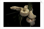 Boa constrictor f. albino by Anonymous