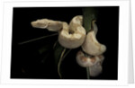 Boa constrictor f. albino by Anonymous